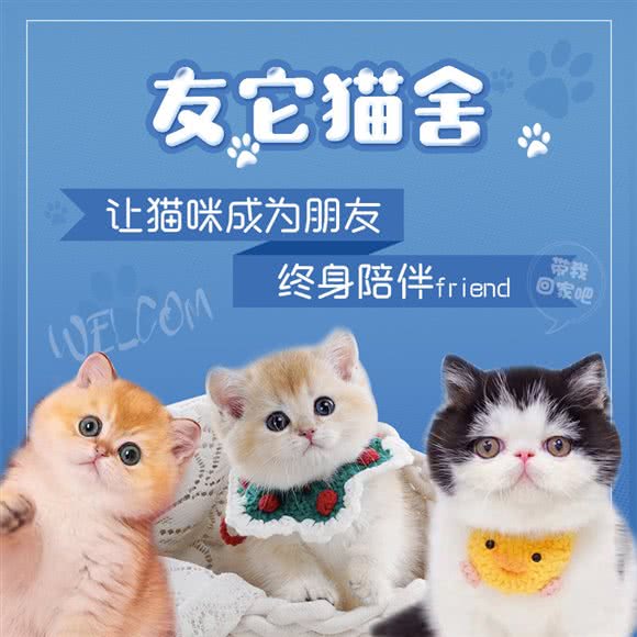 友它猫舍(嘉龙山庄别墅店):深圳市龙华区龙华附近