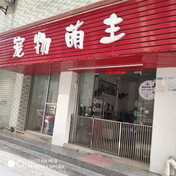 宠物狗萌主:深圳市龙华区大浪附近