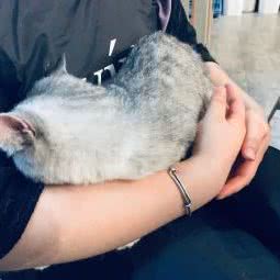 柠萌宠物馆LemonPethouse(观澜店):深圳市龙华区观澜附近