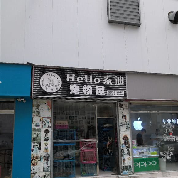 hello泰迪宠物屋:深圳市龙华区龙华富士康附近