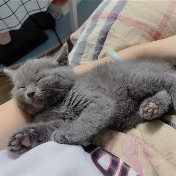 猫犬将军宠物馆:深圳市光明区公明附近