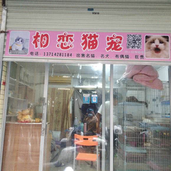 相恋猫宠:深圳市光明区公明附近
