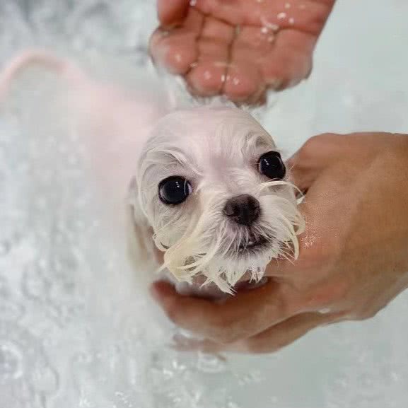 犬家·胖喵宠物店(华发新城店):珠海市香洲区华发商都附近