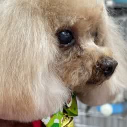 小布丁犬业宠物会所:珠海市香洲区夏湾附近