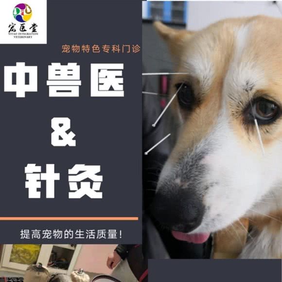 一道Yitao宠医堂宠物医院:珠海市香洲区唐家湾/唐家市场附近