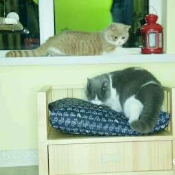 呆萌猫咪寄养服务中心:天津城区滨海新区经济开发区附近