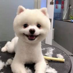 环宇宠物(东方分店):汕头市龙湖区南国/苏宁广场附近