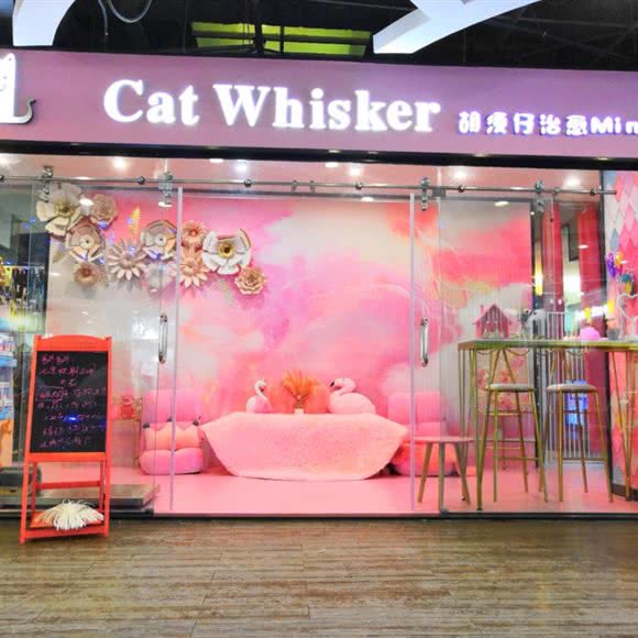 胡须仔宠物生活馆·猫洗护·宠物美容:佛山市禅城区祖庙附近