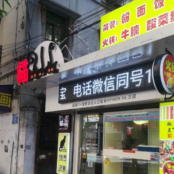 美国CFA宠物协会认证猫舍MENMEN DA主理:佛山市禅城区同济路附近