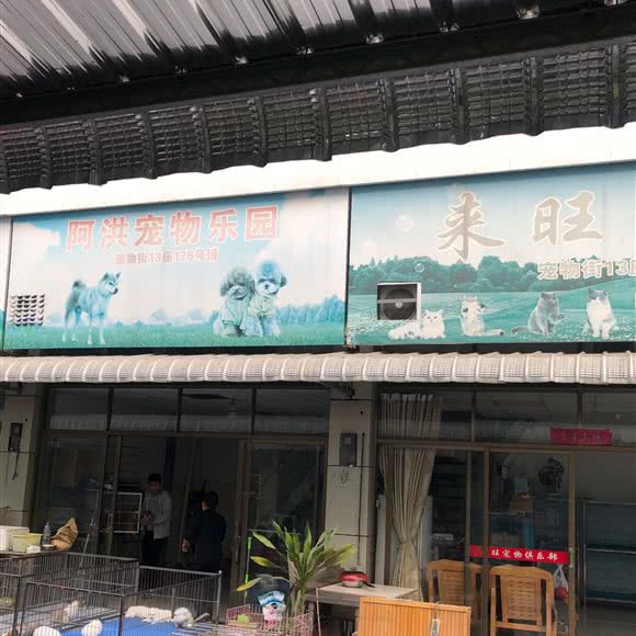 来旺宠物:佛山市南海区大沥附近