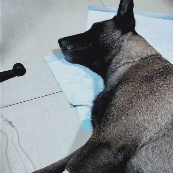 爱宠獸医:佛山市南海区盐步附近