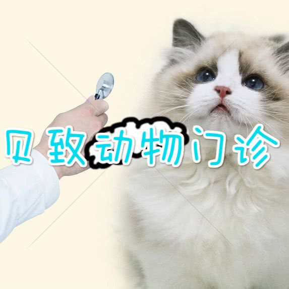 贝致宠物门诊:佛山市南海区宝盈广场附近