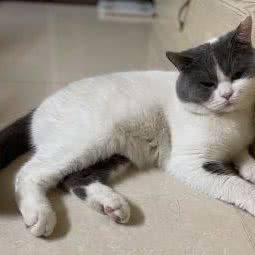 猫公馆:佛山市三水区三水区附近