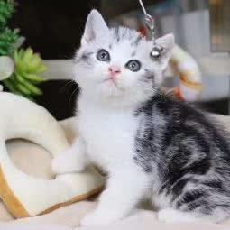 宠源宠物狗场猫舍犬舍(选宠区):佛山市三水区三水区附近