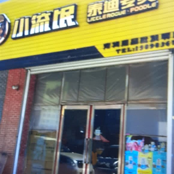 小流氓 泰迪专卖:佛山市高明区高明区附近