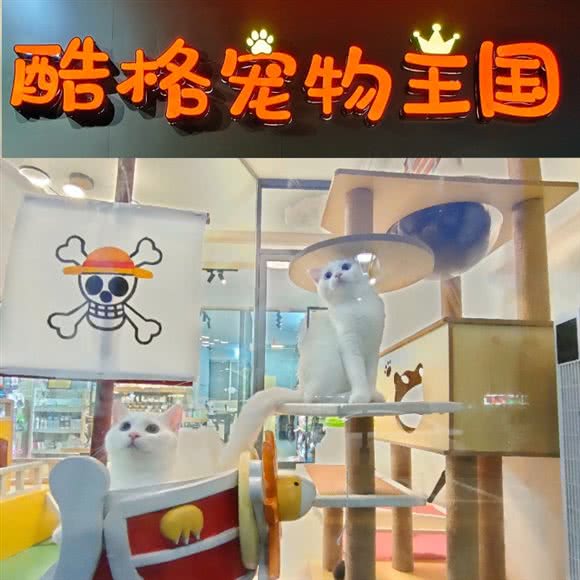 酷格宠物王国:江门市蓬江区白石附近