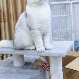 名犬居:湛江市赤坎区赤坎步行街附近