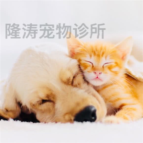 隆涛宠物诊所:湛江市赤坎区跃进路沿线附近