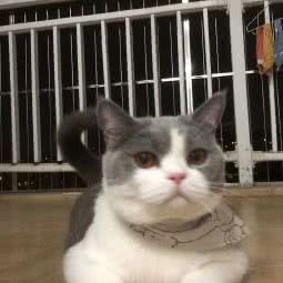 猴子宿宠物:惠州市惠城区南坛下埔附近