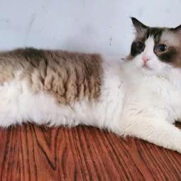 云吸猫·猫咪生活体验馆:惠州市惠城区佳兆业/惠州市政府附近