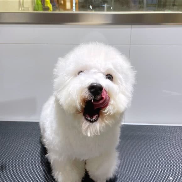 名·犬舍(华贸店):惠州市惠城区华贸附近