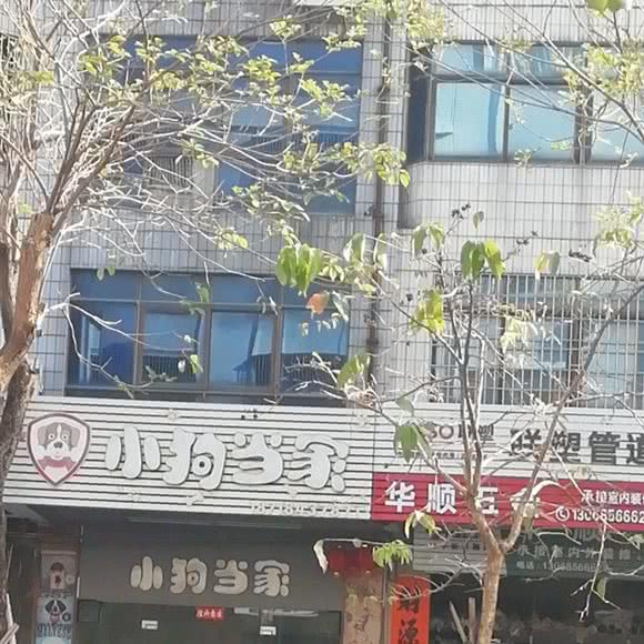小狗当家:阳江市江城区三环路附近