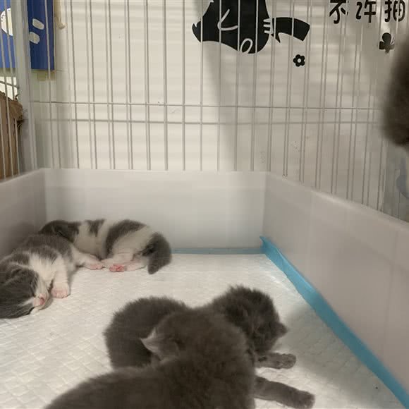 博爱宠物生活馆:清远市清城区城市花园附近