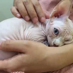 猫医馆:南宁市兴宁区人民公园附近