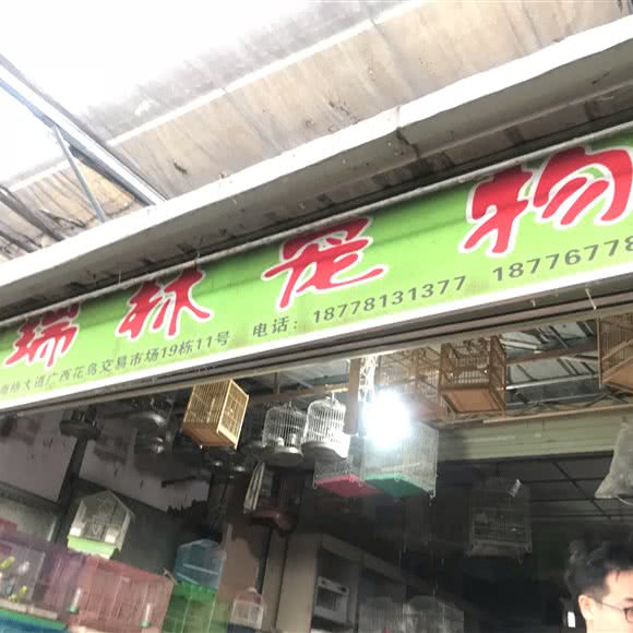 缘瑞林狗狗:南宁市兴宁区南梧路附近
