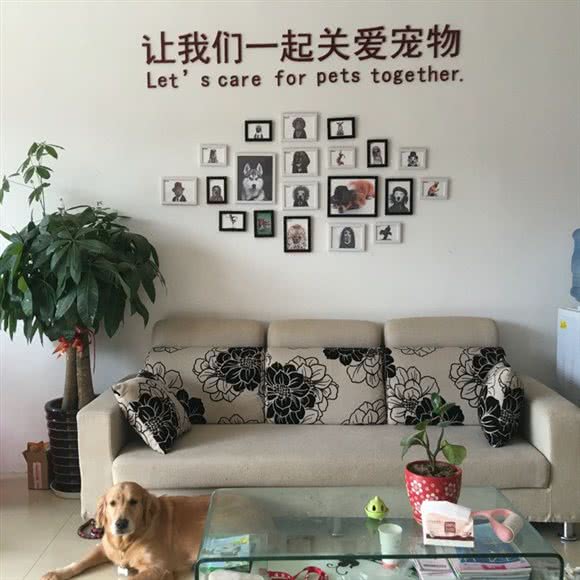 派多格宠物(保利童心缘店):南宁市青秀区凤岭北附近