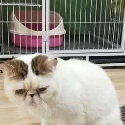 大吉猫舍:南宁市青秀区凤岭北附近