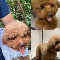 萌小它宠物狗生活馆:南宁市青秀区南湖公园附近