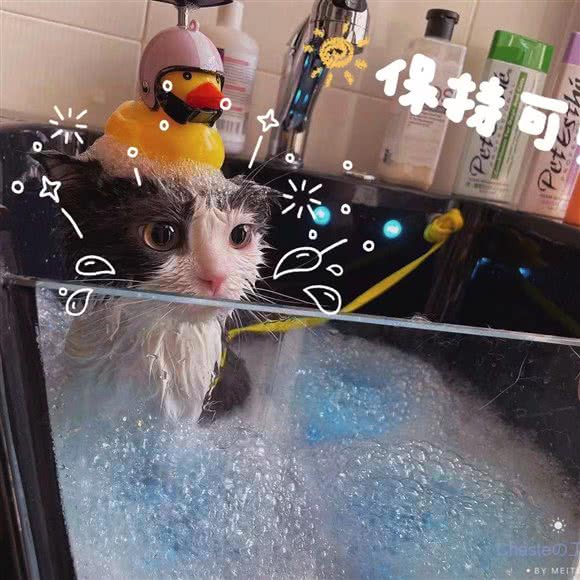 blingbling~猫先生洗护寄养工作室:南宁市江南区淡村附近
