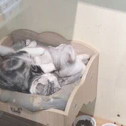 那有猫:南宁市西乡塘区鲁班路附近