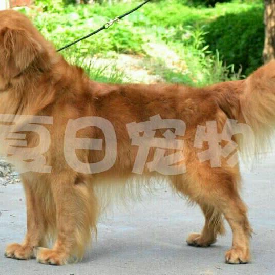 夏日宠物:南宁市西乡塘区大学路附近