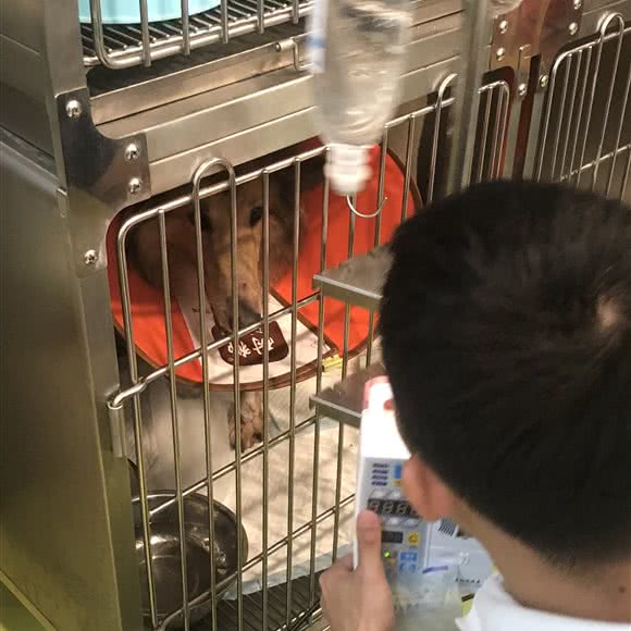 哆啦狗狗:南宁市西乡塘区安吉路/万达SOHO附近