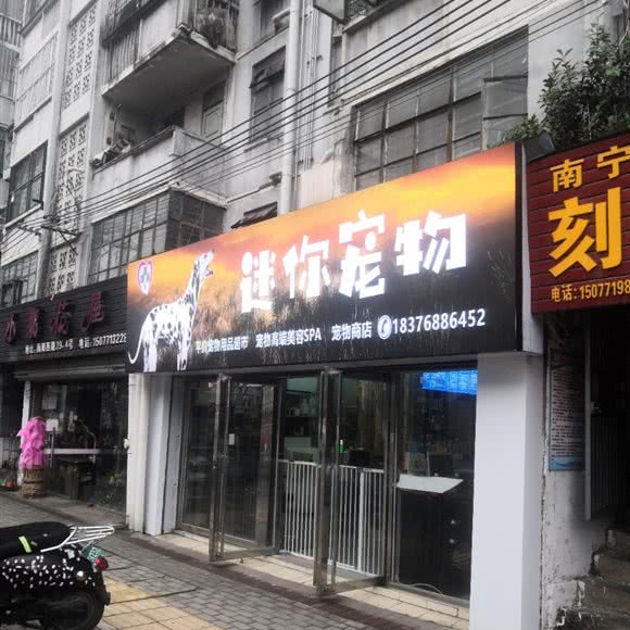 迷你宠物(衡阳店):南宁市西乡塘区衡阳路附近