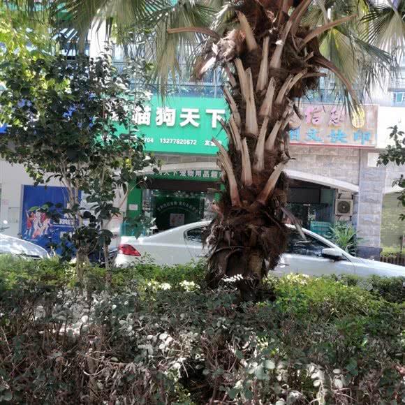 喵狗天下:南宁市西乡塘区友爱路附近