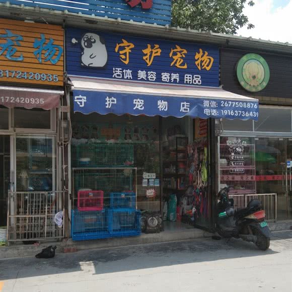 守护宠物:南宁市西乡塘区江北大道附近