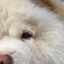 犬艺门宠物会所:柳州市柳北区欧雅城市广场附近