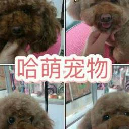 哈萌宠物:柳州市柳北区柳北文化广场附近