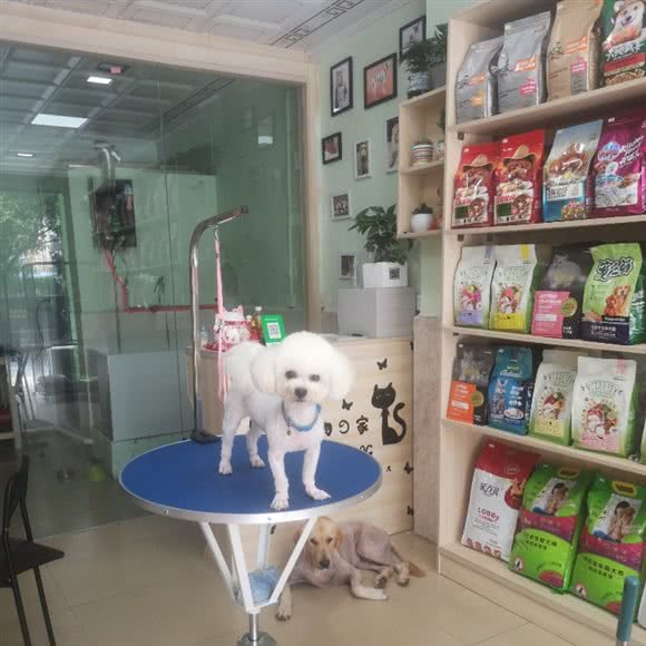 大白宠物:桂林市叠彩区北极广场附近