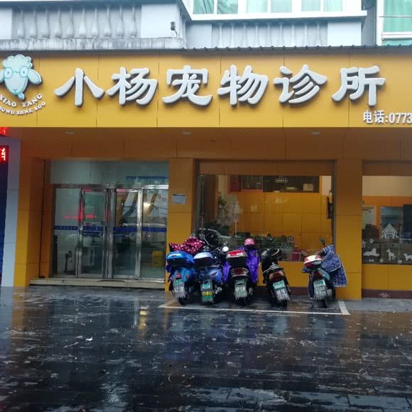 小杨宠物诊所:桂林市七星区理工大学屏风校区附近