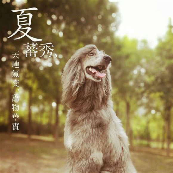 恃宠而骄宠物店(万达店):石家庄市长安区中山东路附近