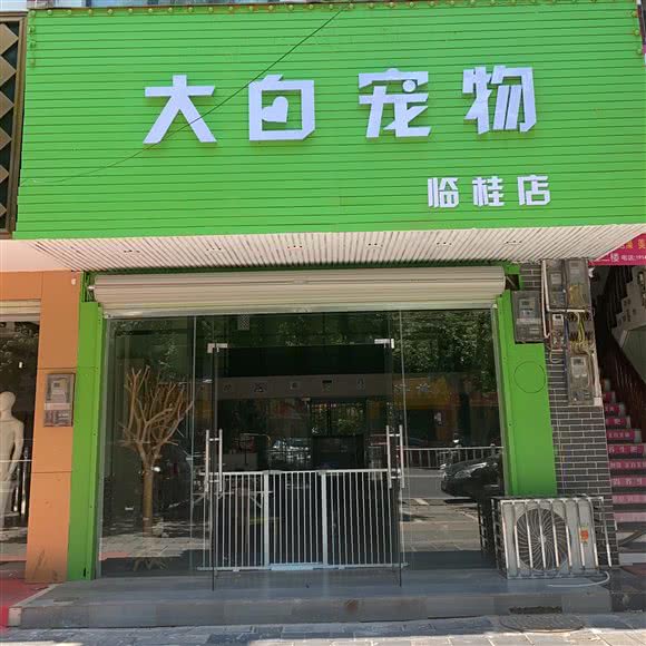 大白宠物狗:桂林市临桂区临桂区中心城区附近
