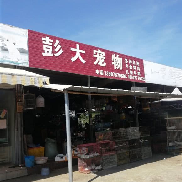 彭大宠物狗:钦州市钦南区英华学院/北部湾职校附近