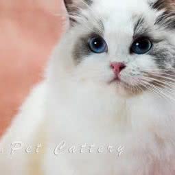 Saber宠物猫舍:海口市秀英区滨海大道东段附近