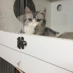 遇见猫:石家庄市长安区中山东路附近