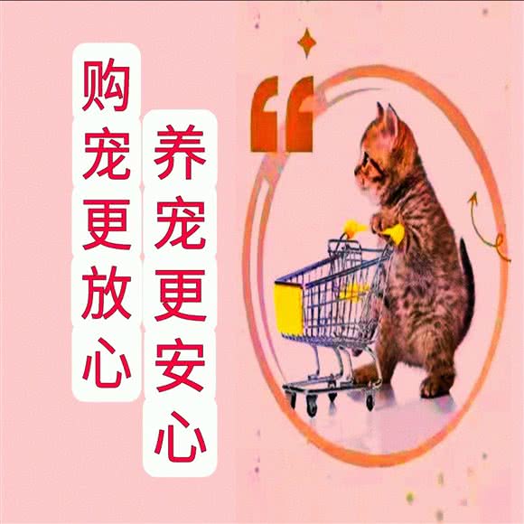 易购宠:重庆城区渝中区大坪附近