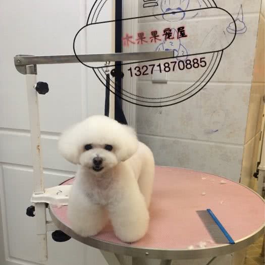 木果果宠屋(大坪店):重庆城区渝中区大坪附近